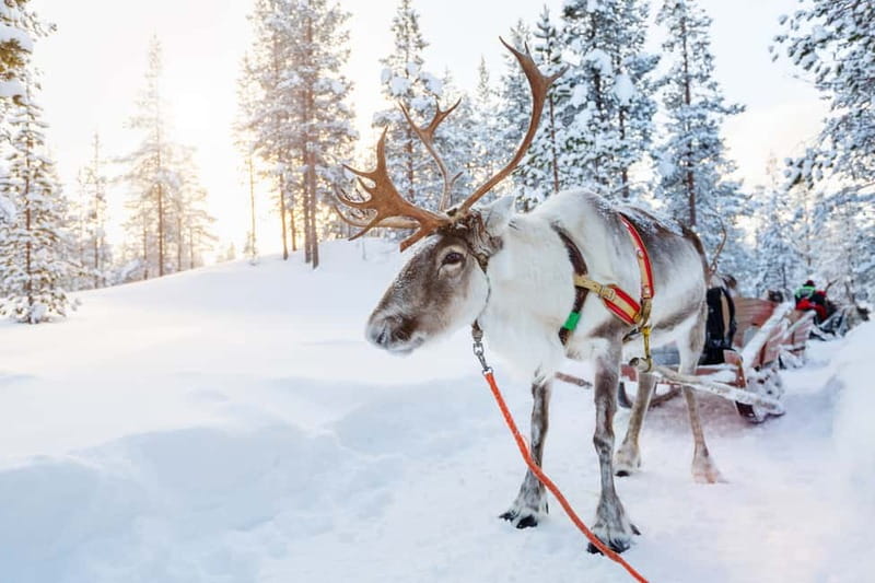 Levi: Reindeer Experience with Sled Ride - Pickup around Levi: how transport shapes the experience