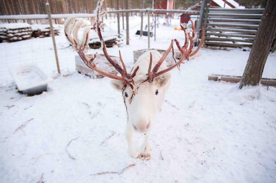 Levi: Reindeer Farm E-Fatbike Safari - A quick checklist before you book