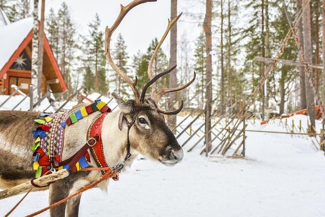 Levi Reindeer Safari - Long or Quick - with Sledge Ride - Key things to know before you go