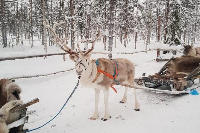 Levi Reindeer Safari - Long or Quick - with Sledge Ride - Feeding time on the farm: hands-on fun with real rules
