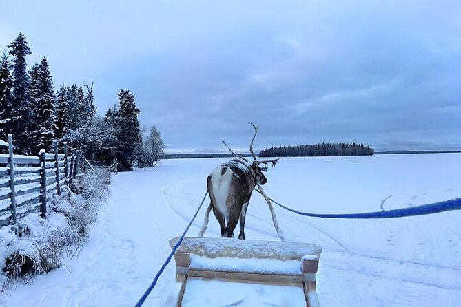 Levi Reindeer Safari - Long or Quick - with Sledge Ride - Group size: why max 15 can feel personal