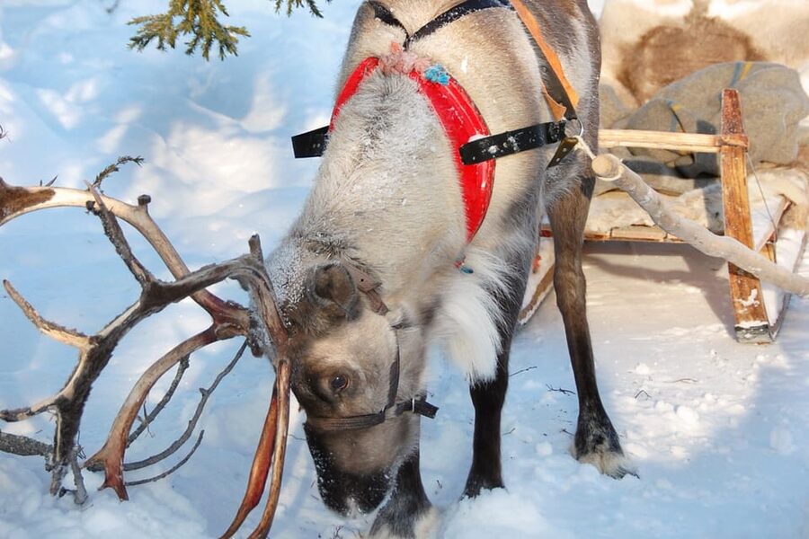Levi: Reindeer Sleigh Ride Tour in Snowy Forest - Key highlights worth planning for