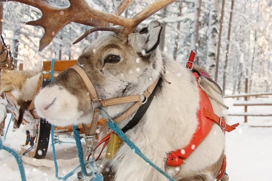 Levi: Reindeer Sleigh Ride Tour in Snowy Forest - Price and value: is $103 per person worth it?