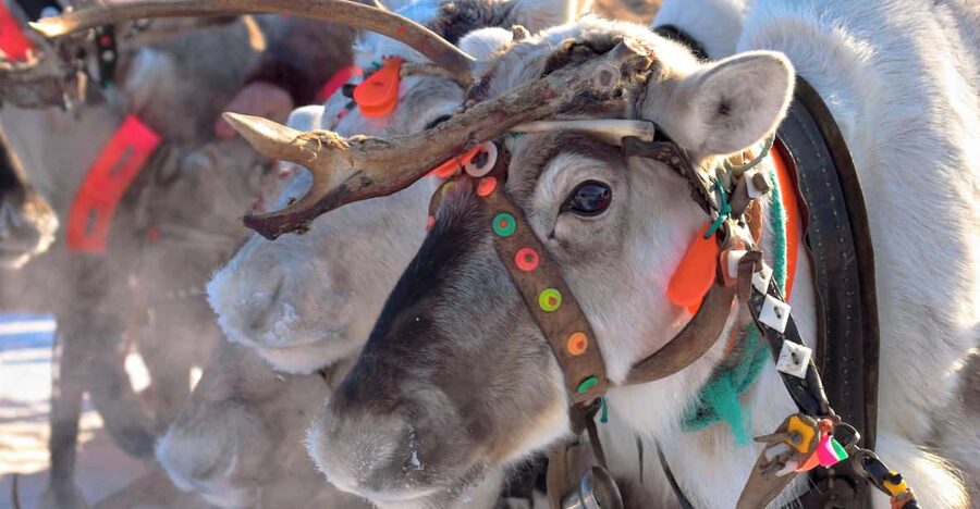 Levi: Reindeer Sleigh Ride Tour in Snowy Forest - Why a reindeer sleigh ride in Levi feels like Lapland in miniature