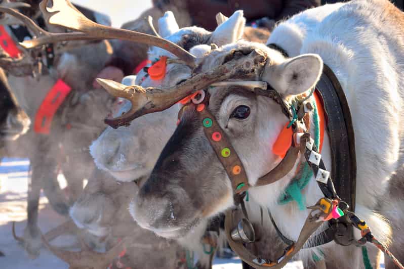 Levi: Reindeer Sleigh Ride Tour in Snowy Forest - On the sleigh: what the snowy forest ride is really like