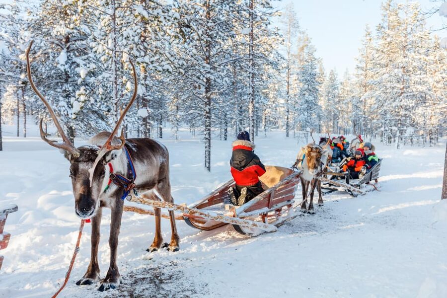 Levi: Reindeer Sleigh Ride Tour in Snowy Forest - Warmth at the campfire: berry juice, snacks, and North stories