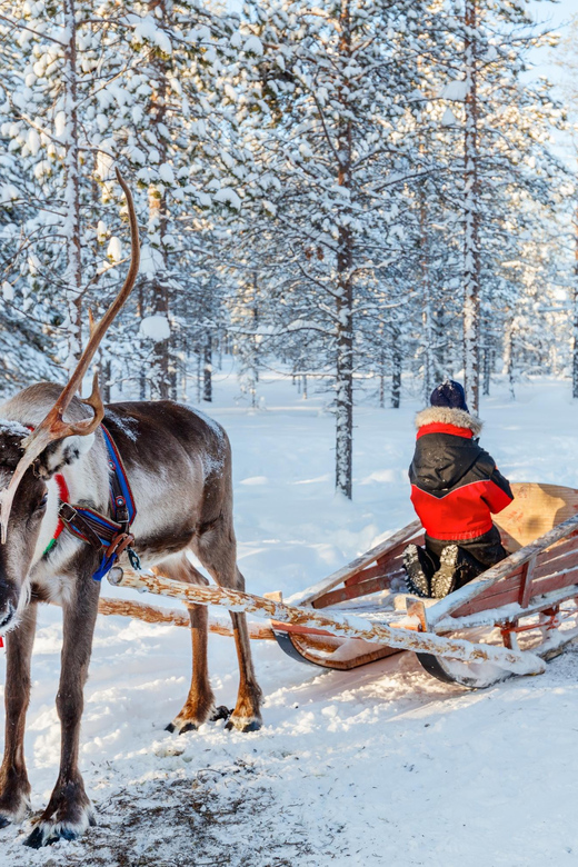 Levi: Reindeer Sleigh Ride Tour in Snowy Forest - Practical cold-weather tips so you enjoy the whole hour