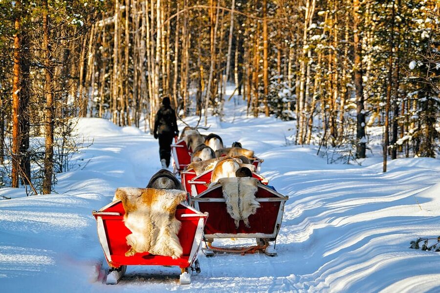 Levi: Reindeer Sleigh Ride Tour in Snowy Forest - The 1.5 km sleigh ride: short, scenic, and easy on your schedule