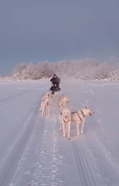 Levi: Self-Drive 2 KM Husky Sledding Experience - Key highlights worth planning for