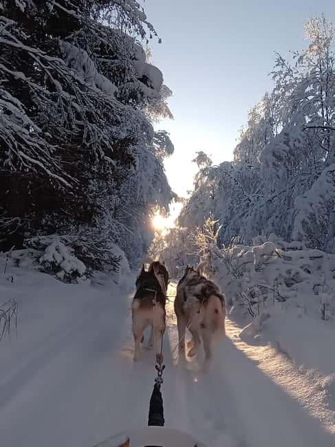 Levi: Self-Drive 2 KM Husky Sledding Experience - Getting to Kurjennivantie 118 and finding your huskyfarm welcome