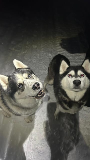 Levi: Self-Drive 5 KM Husky Sledding Experience - Quick Take: what makes this husky safari work