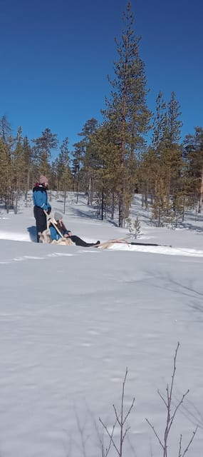 Levi: Self-Drive 5 KM Husky Sledding Experience - Entering Levi’s husky world at Kurjennivantie 118