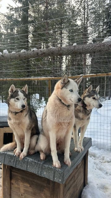 Levi: Self-Drive 5 KM Husky Sledding Experience - From kennel hugs to sled briefing, how the 75 minutes really feel