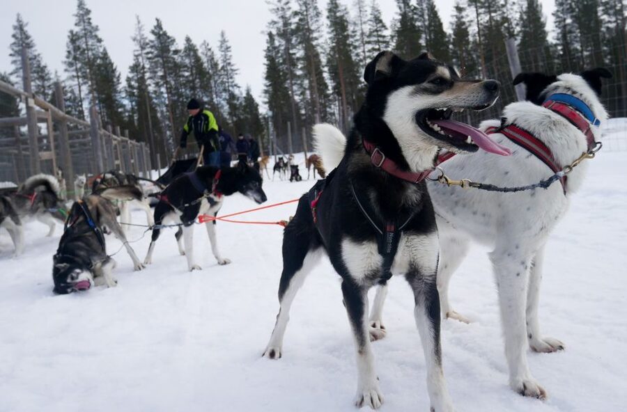 Levi: Self-Drive Guided Husky Tour - Key highlights to know before you go