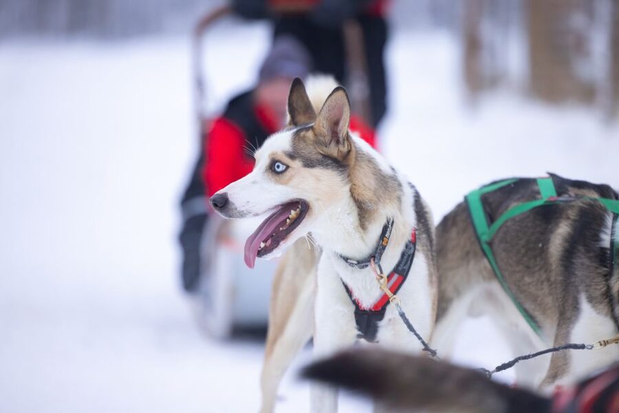 Levi: Self-Drive Guided Husky Tour - Getting to Levi’s husky operation, and what to look for