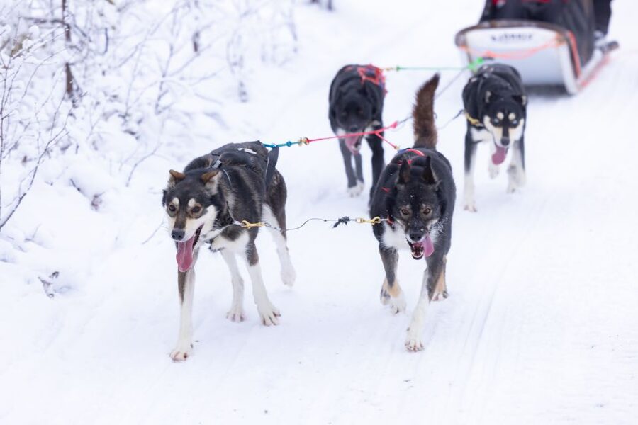 Levi: Self-Drive Guided Husky Tour - Safety briefing and training: where the self-drive tour becomes fun