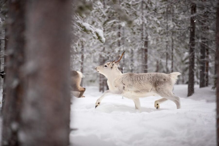 Levi: Traditional Reindeer Husbandry Experience - Key things that make Levi Traditional Reindeer Husbandry special