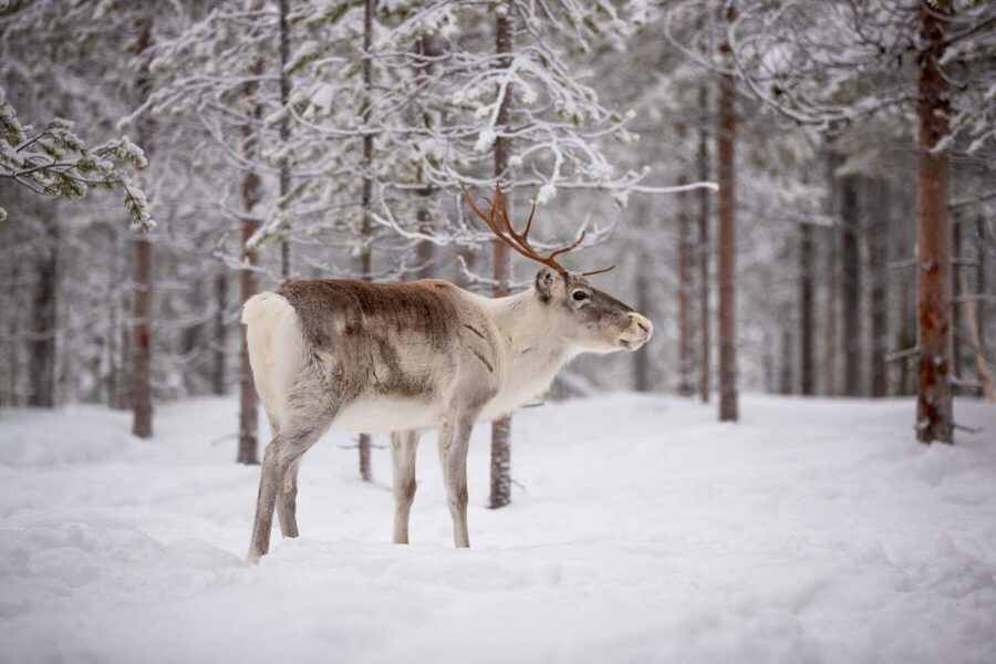 Levi: Traditional Reindeer Husbandry Experience - From Levi to the Fells: what the 4-hour rhythm feels like