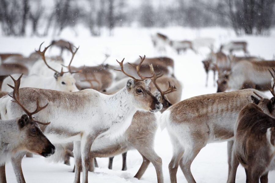 Levi: Traditional Reindeer Husbandry Experience - The ride behind the snowmobile: seeing hundreds of reindeer up close