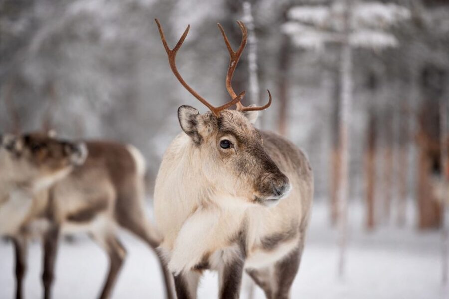 Levi: Traditional Reindeer Husbandry Experience - Winter clothes, hot drinks, and a fire-warmed finish