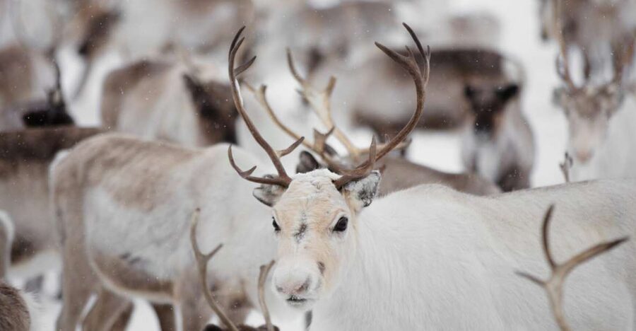 Levi: Traditional Reindeer Husbandry Experience - Practical tips before you go