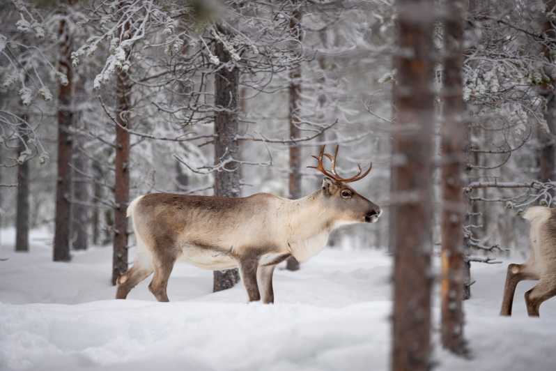 Levi: Winter Highlights Family Day - Levi Arctic Family Day: Why this 3.5 hours works