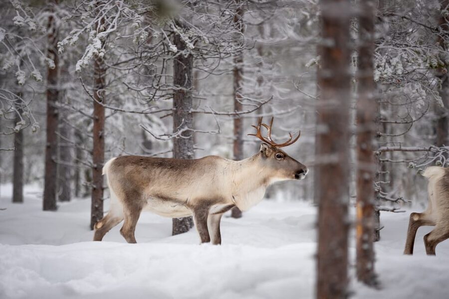 Levi: Winter Highlights Family Day - Price and value: What $234 per person gets you