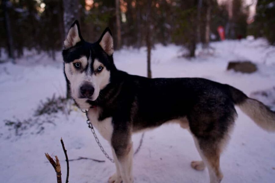 Levi: Winter Wilderness Husky & Reindeer Safari Combo Tour - Key things to know before you go