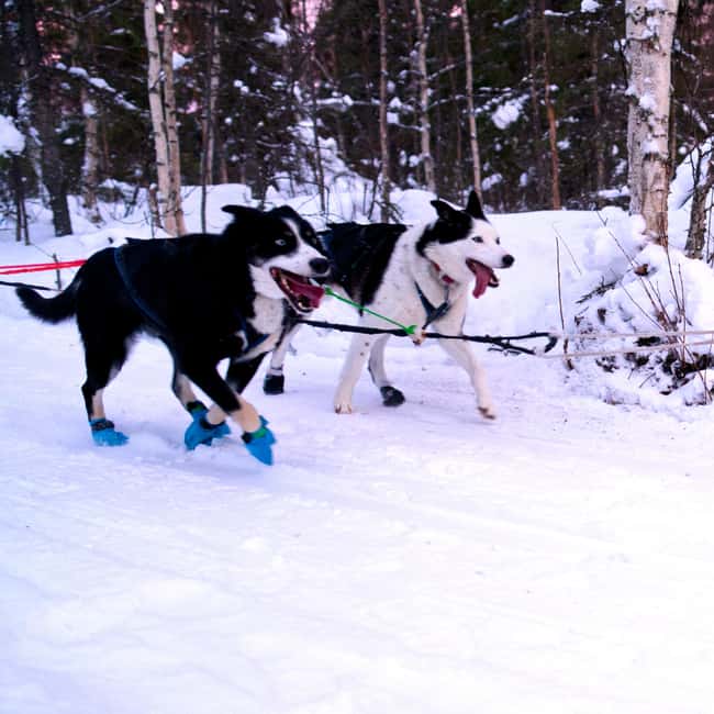 Levi: Winter Wilderness Husky & Reindeer Safari Combo Tour - Animal Welfare: No-Kill Policy and Rescue Partnerships