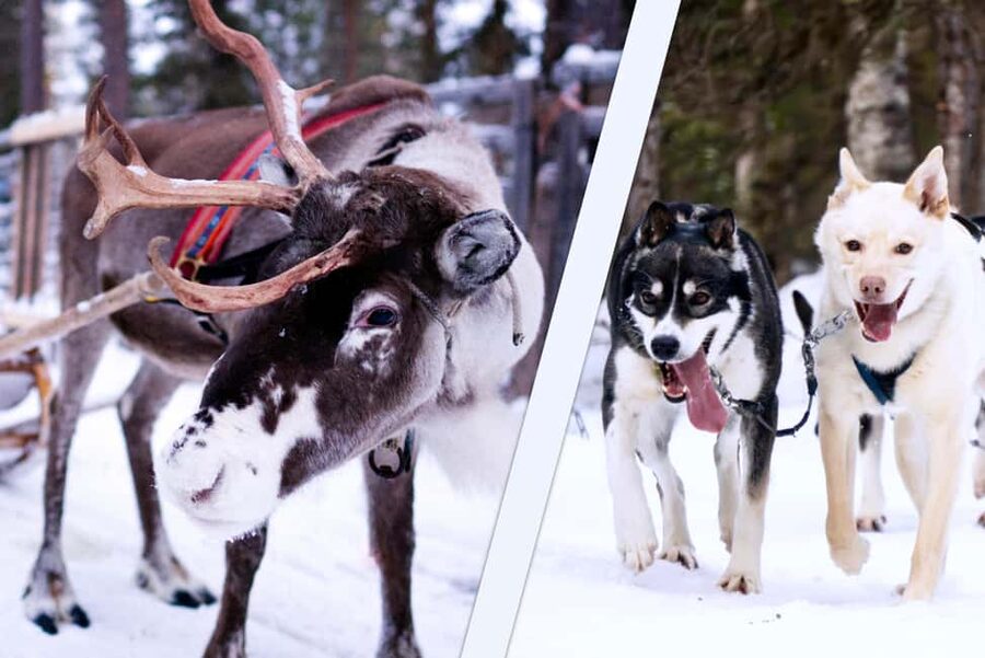 Levi: Winter Wilderness Husky & Reindeer Safari Combo Tour - From Levi Tourist Office to the Reindeer Farm, Smooth Start Matters