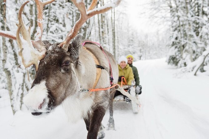 Meet Santa Claus & Santa's Reindeer Ride & Greet Huskies - Reindeer meet and the 400 m ride: classic Lapland magic