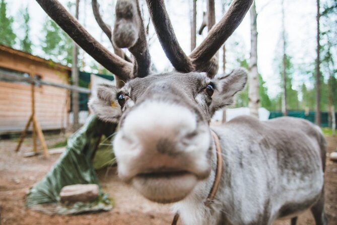 Meet Santa Claus & Santa's Reindeer Ride & Greet Huskies - Price and value: what you are really paying for