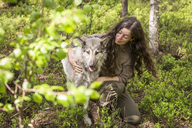 Meet Taivas & the Arctic Wolves - Private Tour - Key things to know before you go