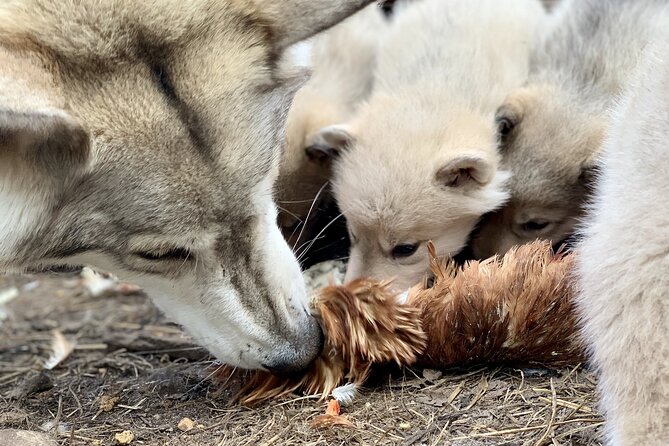 Meet Taivas & the Arctic Wolves - Private Tour - Your 1.5-hour itinerary: what happens after you arrive