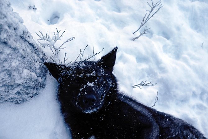 Meet Taivas & the Arctic Wolves - Private Tour - “Wolf vs dog” lessons that feel grounded, not spooky