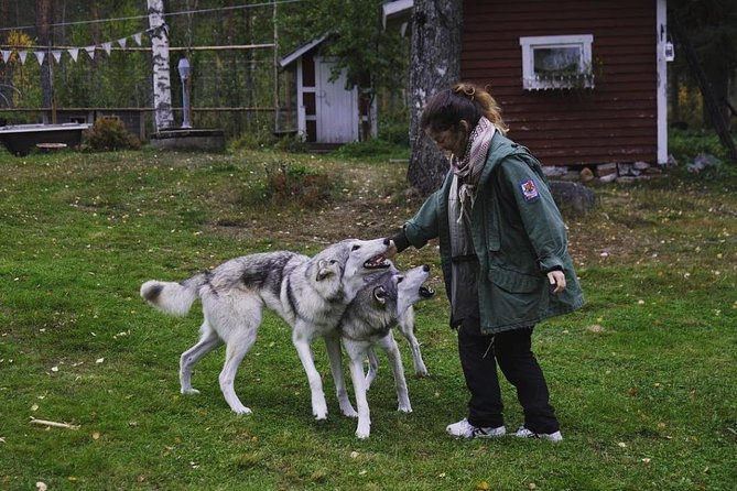Meet Taivas & the Arctic Wolves - Private Tour - Goats, chickens, and the farm reality behind the wolfdog story