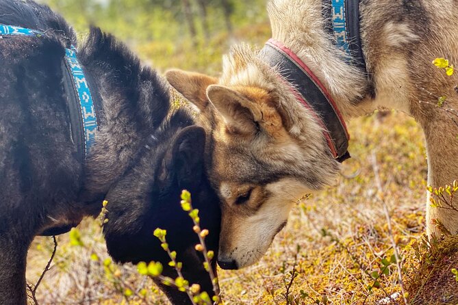 Meet Taivas & the Arctic Wolves - Private Tour - Price and value: what $311.87 per person really buys
