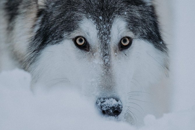 Meet Taivas & the Arctic Wolves - Private Tour - Getting there: why your car plan matters more than the wolf part