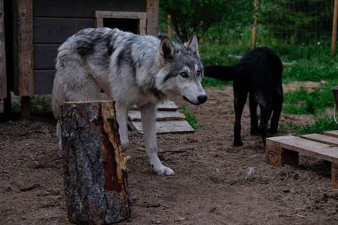 Meet Taivas & the Arctic Wolves - Private Tour - Rules that affect your experience: masks, age, and staying safe