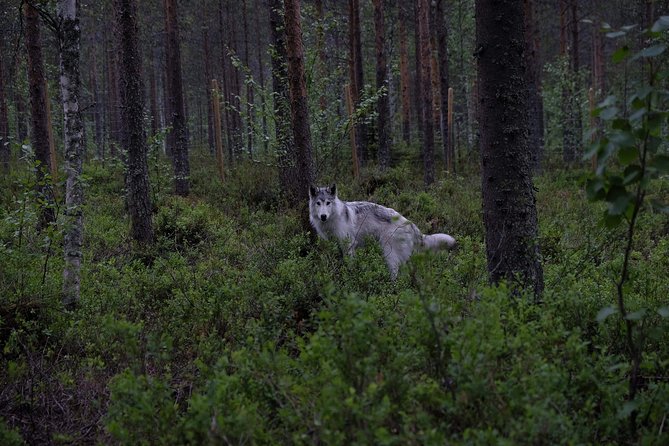 Meet Taivas & the Arctic Wolves - Private Tour - Wolfdogs up close: what you’ll learn about behavior and body language