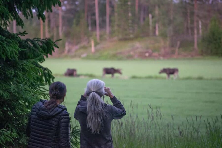 Moose safari with campfire dinner from Helsinki - Key highlights