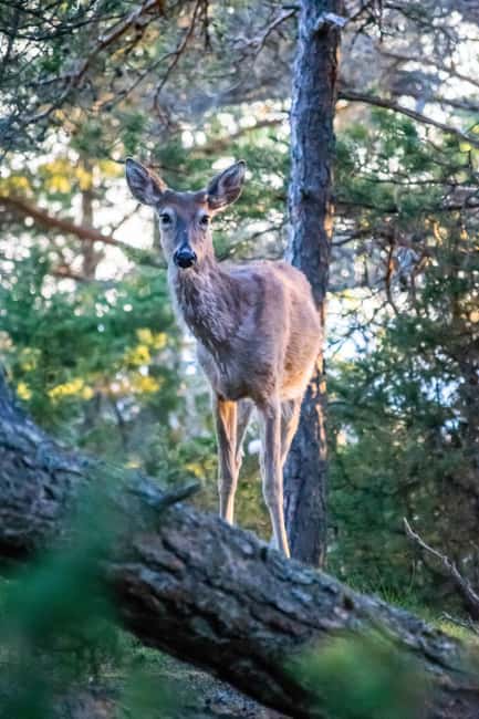Moose safari with campfire dinner from Helsinki - Wildlife viewing on Porkkalanniemi: how you increase moose odds