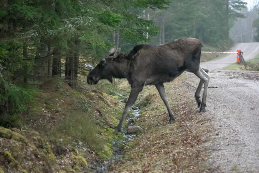 Moose safari with campfire dinner from Helsinki - Spotting moose plus other Finland wildlife in one focused evening