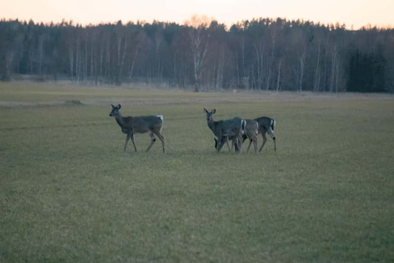 Moose safari with campfire dinner from Helsinki - What you eat matters: campfire food is part of the experience