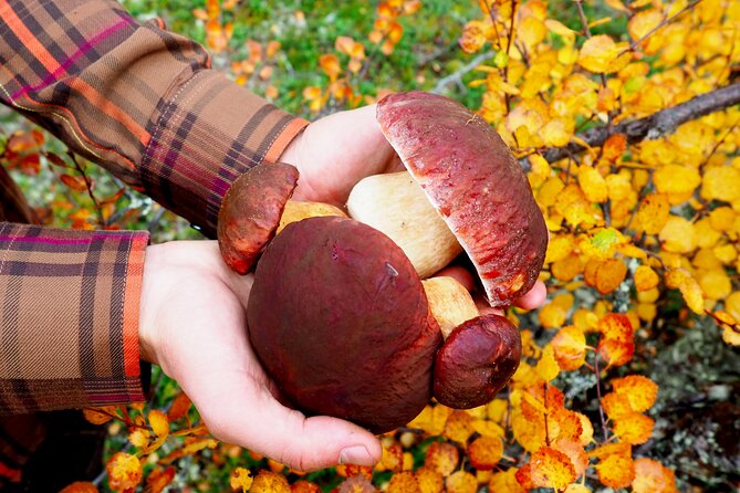 Mushroom Hunting in a National Park - Price and value: is $186.22 worth it?
