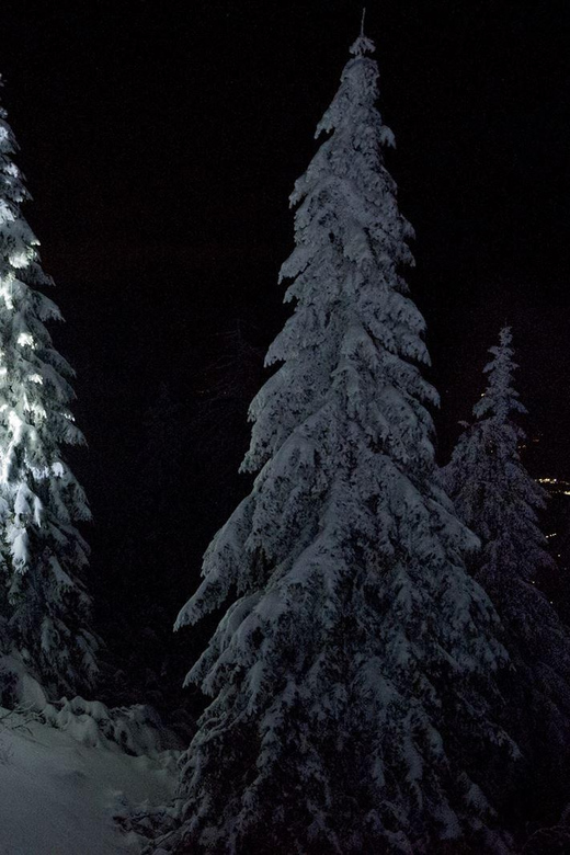 Night Snowshoeing Lapland Experience - Key highlights worth aiming for