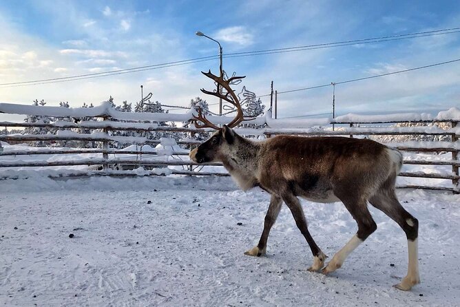 Northern Lights Holiday in Finland - Meals, Sauna, and the Comfort Factor of Xwander Apartments