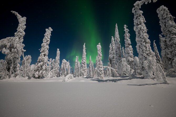 Northern Lights Hunting Expedition in Ranua, Lapland - Price and what you get for $323.21 in Lapland