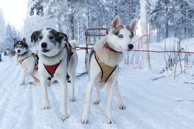 Nulkki Husky Adventure - Key Highlights That Matter