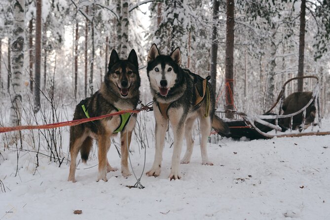 Nulkki Husky Adventure - A Husky Sled Ride That Feels Like More Than a Tour